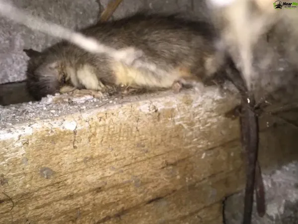 Dead Rat Removal Wivenhoe Pocket